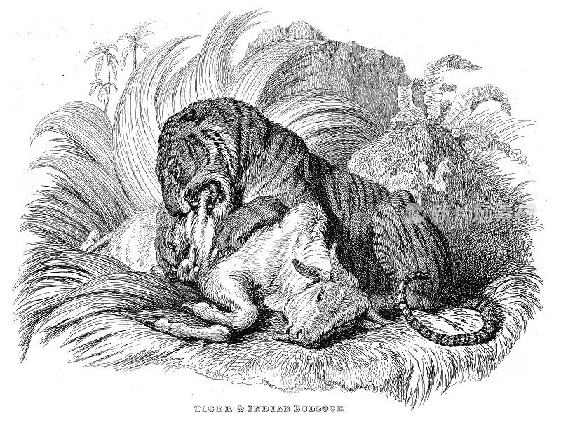 老虎吃猎物-插图雕刻1853年