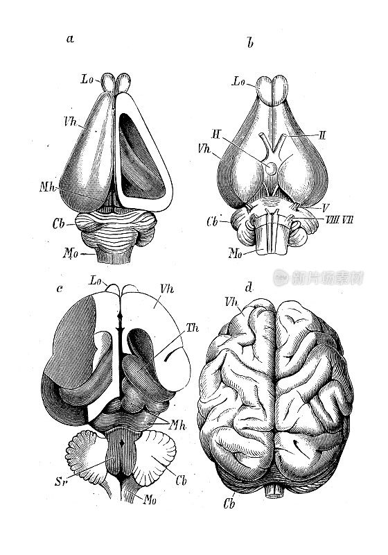 古代生物动物学图像:哺乳动物的大脑:兔子，猫，猩猩