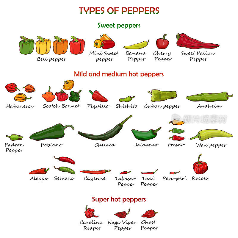 搭配不同种类的辣椒。甜辣椒。微辣和中辣辣椒，超辣辣椒。蔬菜。矢量插图隔离在白色背景上。卡通风格。