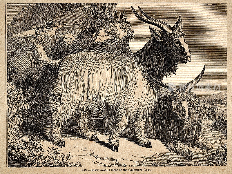 复古插图，披肩羊毛羊毛的开司米山羊，维多利亚19世纪
