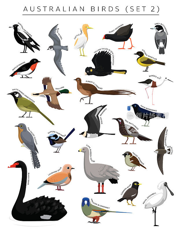 澳大利亚鸟类设置卡通矢量字符2