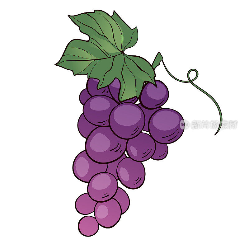 一串带叶子的紫葡萄。手绘矢量图标在白色背景。矢量插图在卡通平面风格