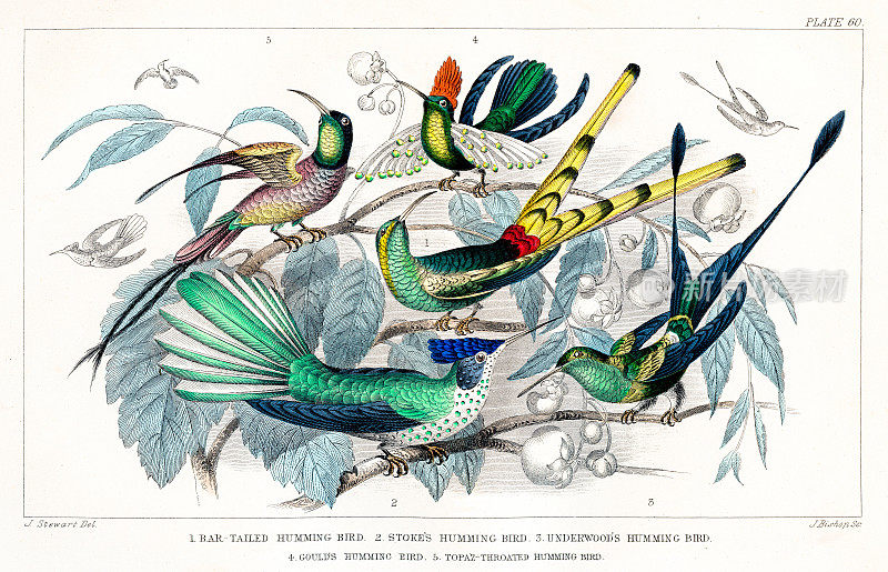 鸟类:蜂鸟，斯托克斯蜂鸟，安德伍德蜂鸟-从“动画自然的历史”奥利弗戈德史密斯1872年罕见的原创