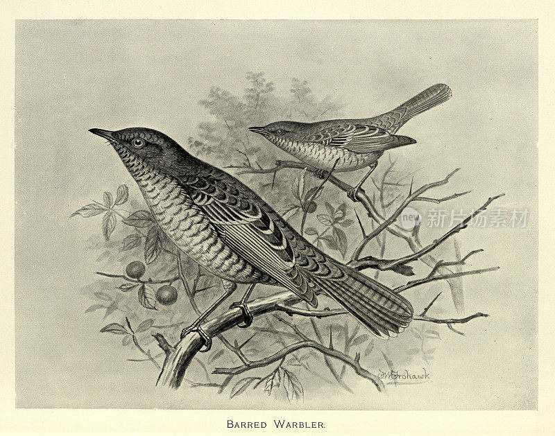 斑纹莺,鸦,枝上采珠,雀形目鸟,野生鸟类艺术