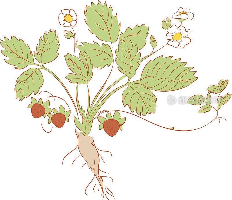草莓植物简图