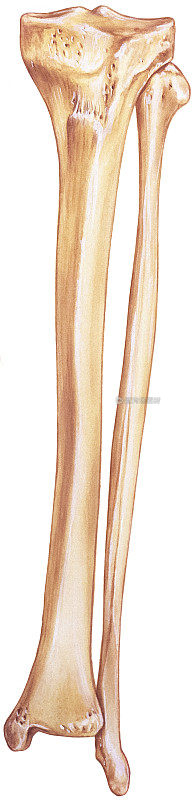 腿-胫骨和腓骨