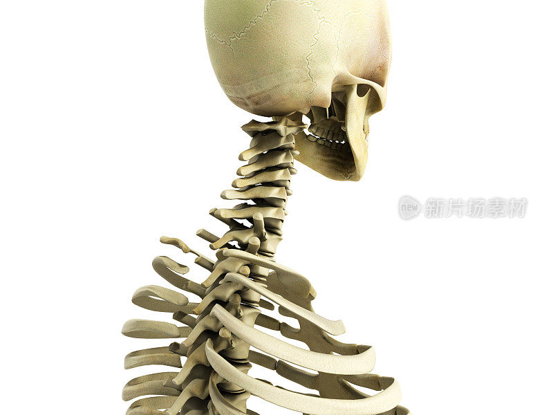 医学上精确的骨骼系统的3d插图