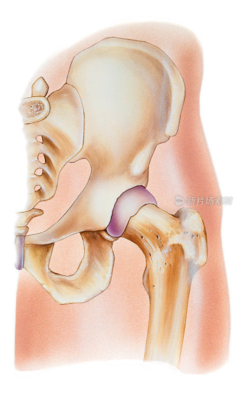 人体髋关节的图解图像
