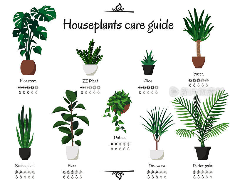 流行、常见的室内植物护理指南。病媒隔离收集各种室内观赏植物，具有浇水和照明规范