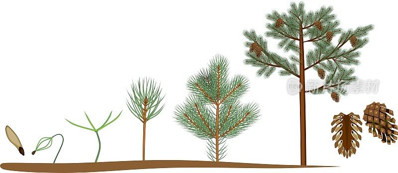 松树的生命周期。植物从种子生长到有球果的成熟松树