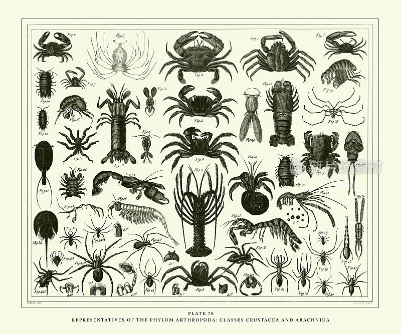 雕刻古玩，节肢动物门的代表:甲壳纲和蛛形纲雕刻古玩插图，1851年出版