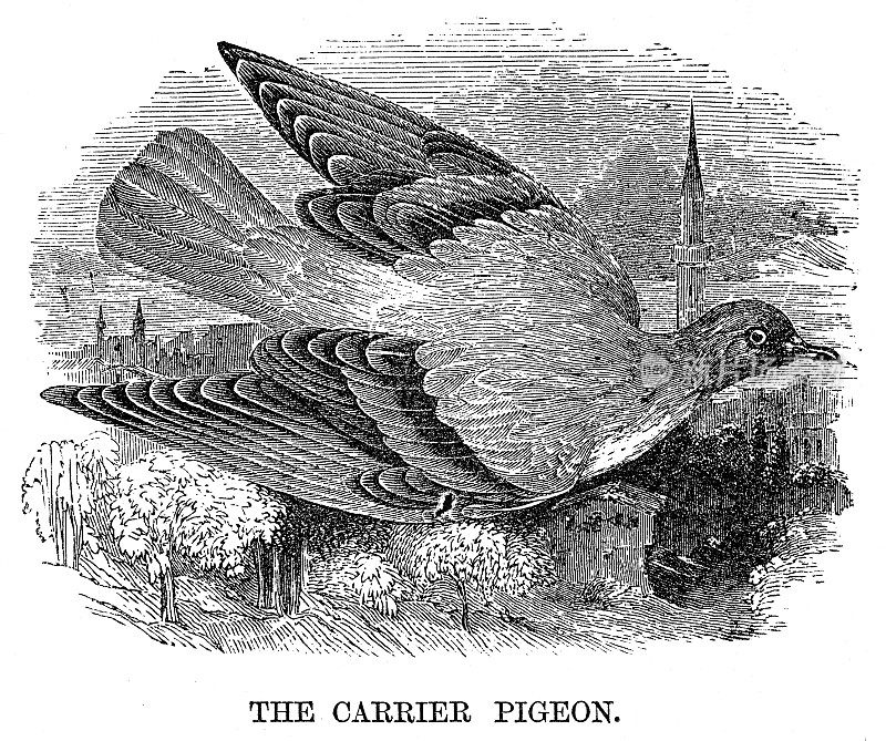 信鸽雕1869年