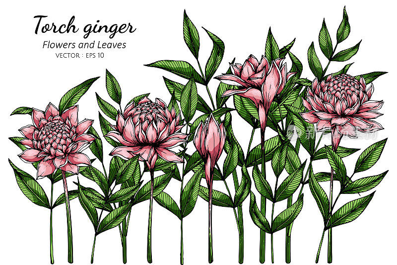 粉红色火炬姜花和叶子的插图与线条艺术在白色的背景。