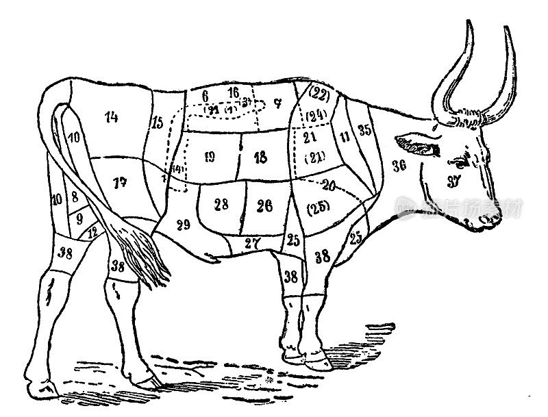 牛的身体部位