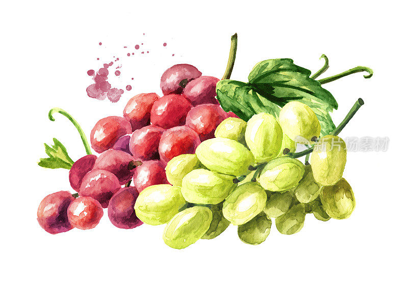 一串串红绿的葡萄。手绘水彩插图孤立的白色背景
