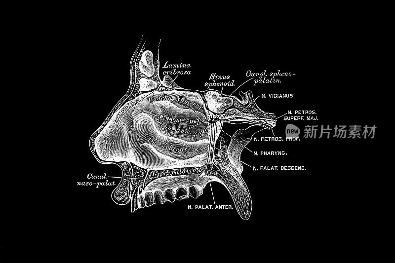 Spheno腭神经节