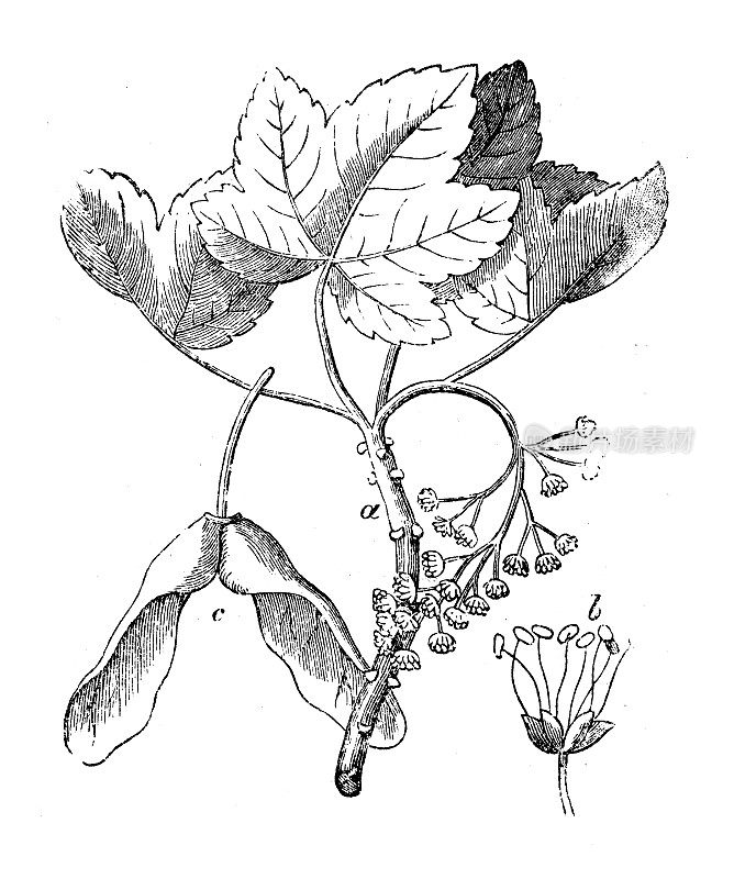 古插图，植物学:假悬铃木槭，枫树
