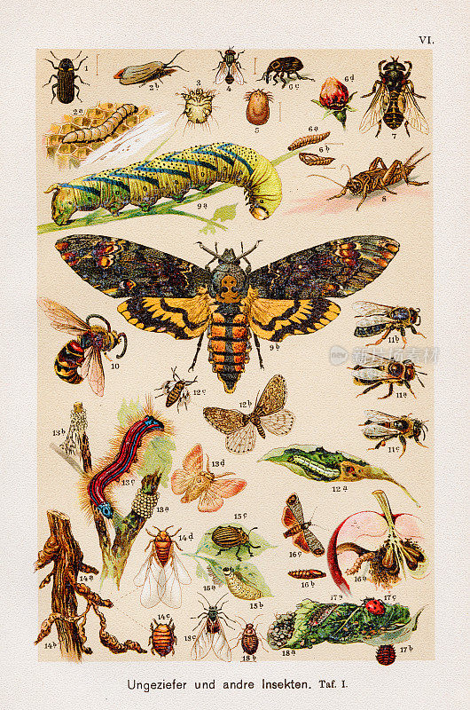 害虫和其他昆虫色版印刷术1899