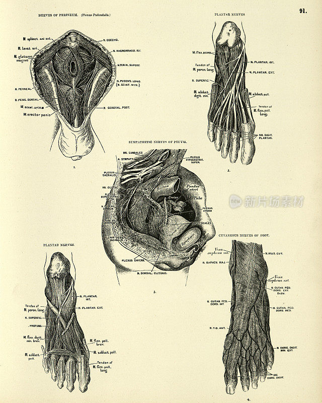 解剖学，神经，会阴，足底，骨盆，足，维多利亚解剖学绘图