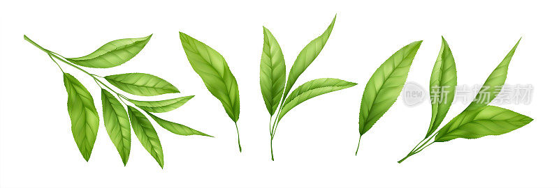 集现实的绿茶叶子和芽孤立在白色的背景。绿茶小枝，茶叶。矢量图