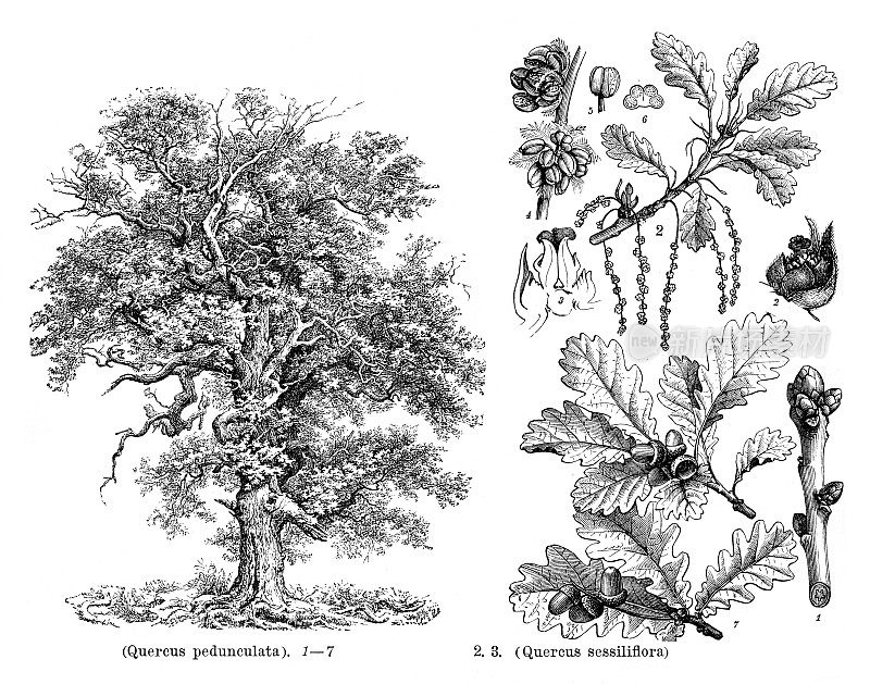 欧洲橡树长柄栎绘制于1898年