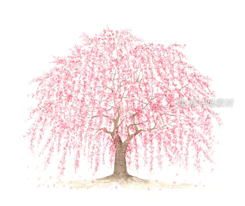 哭泣的樱桃树的水彩插图
