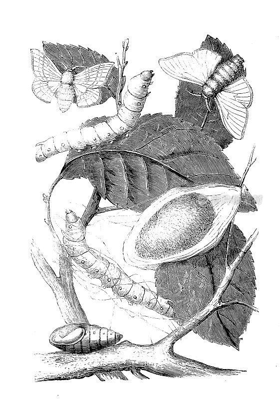 古时动物插图:家蚕、家蚕