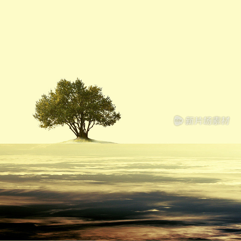 单棵橄榄树的复古空旷超现实景观。