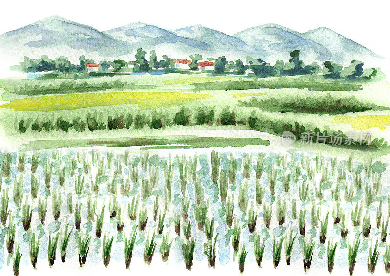 稻田背景。水彩手绘插图