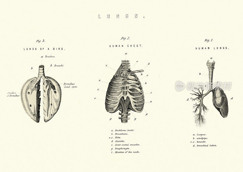 古医图，肺比较鸟和人