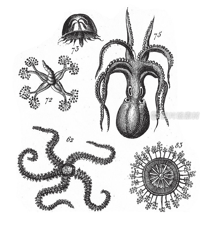 章鱼、海星、软体动物门、棘皮动物门、栉水母门和节肢动物门的代表