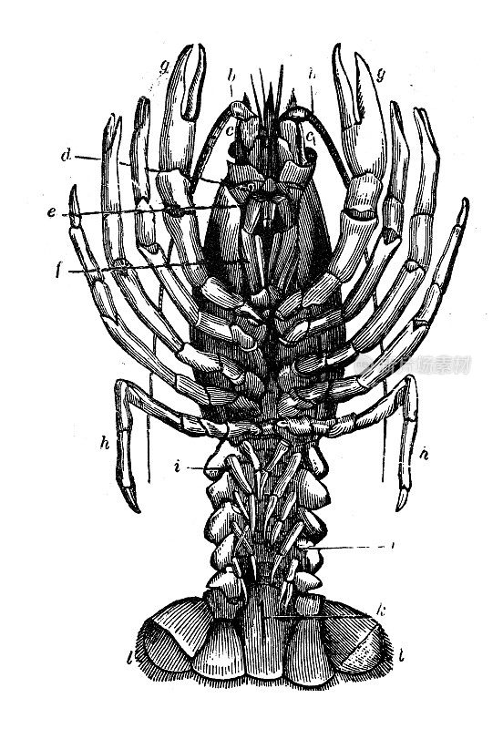 古玩动物插图:小龙虾、欧洲小龙虾