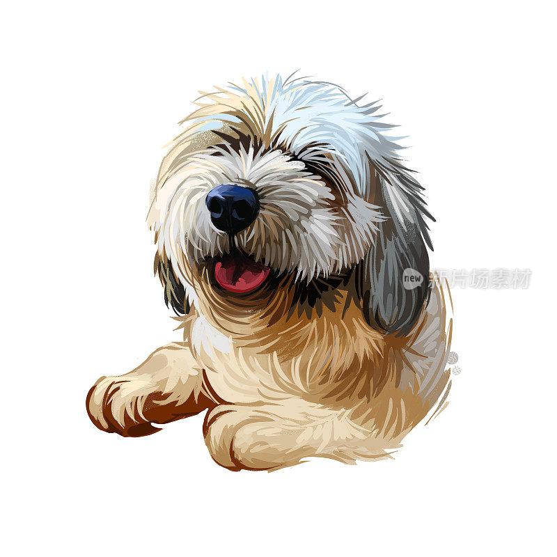 拉萨阿普索小狗藏长毛纯种数字艺术。海报与文字和水彩画的狗，家养动物长毛皮。哺乳动物显示舌头，友好的口鼻的宠物狗纯种。