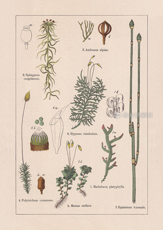 苔藓，彩色印刷术，出版于1895年