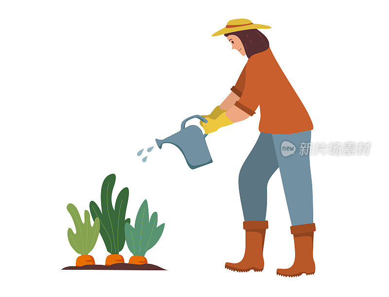 女园丁用喷壶浇植物。农业园丁的爱好。园艺的人。浇胡萝卜的女人。在花园里工作。