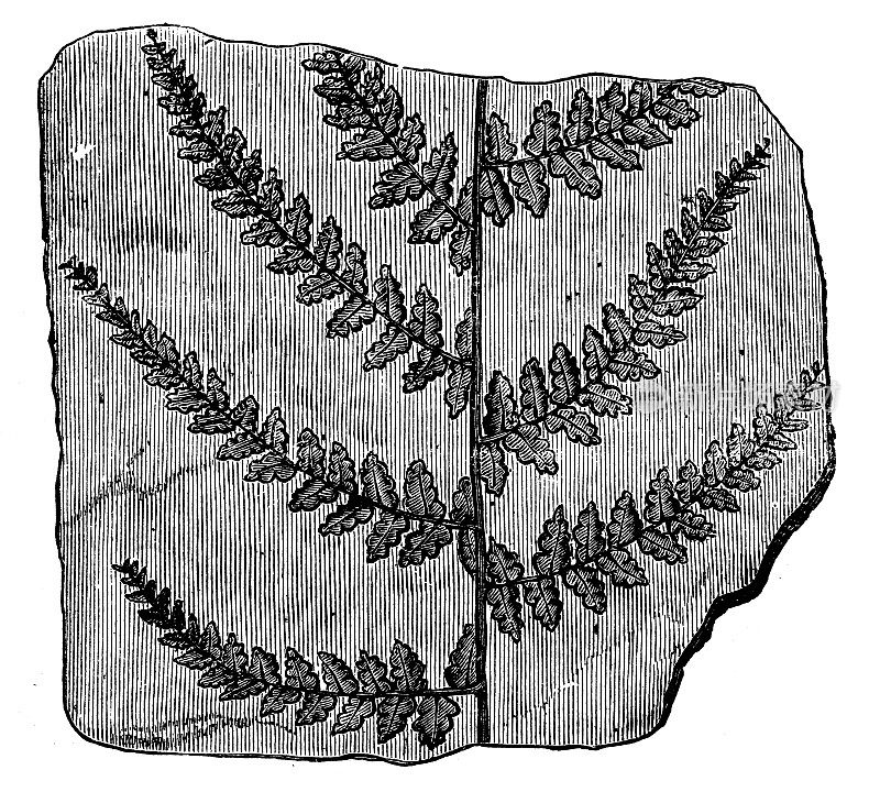 古玩插图:化石蕨类