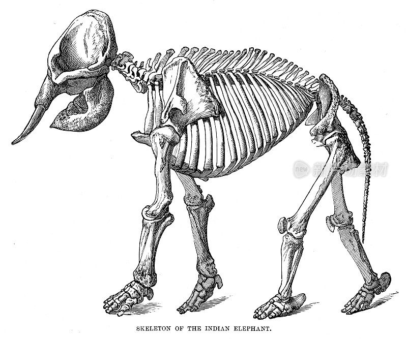 1896年雕刻的印度象骨架