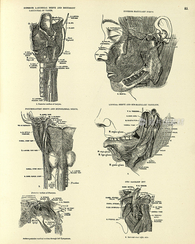 解剖学，喉神经，上颌骨，舌神经，神经节，维多利亚解剖学图