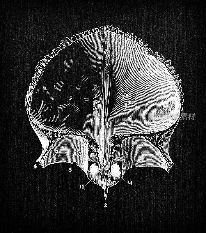 人体解剖学古董插图:头骨额骨