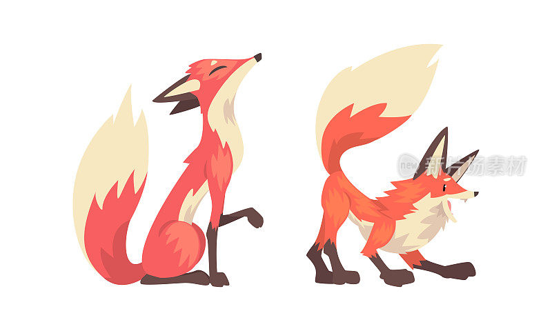 狐狸动物直立的耳朵，尖鼻子和长浓密的尾巴在不同的姿势向量集