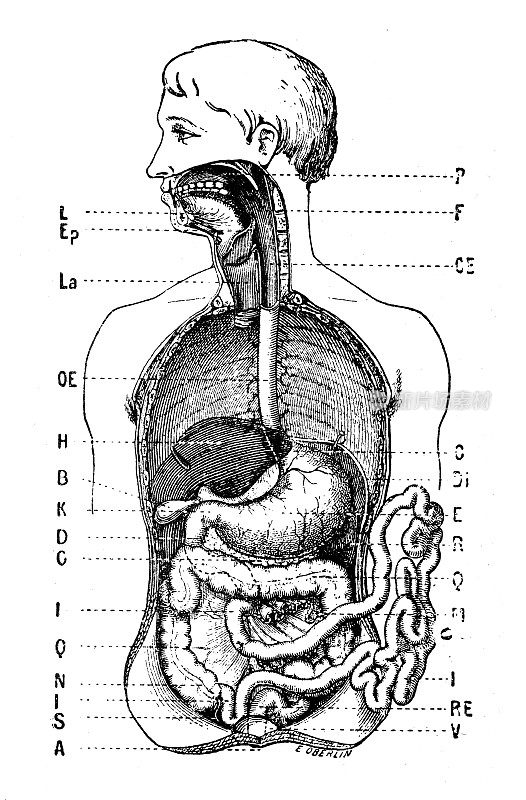古董插图:消化系统