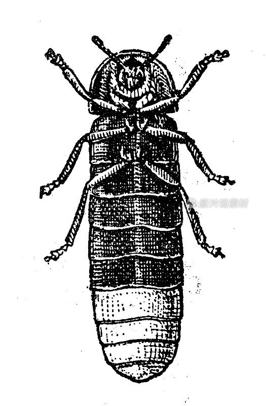 仿古插图:夜光七叶虫，一种常见的萤火虫