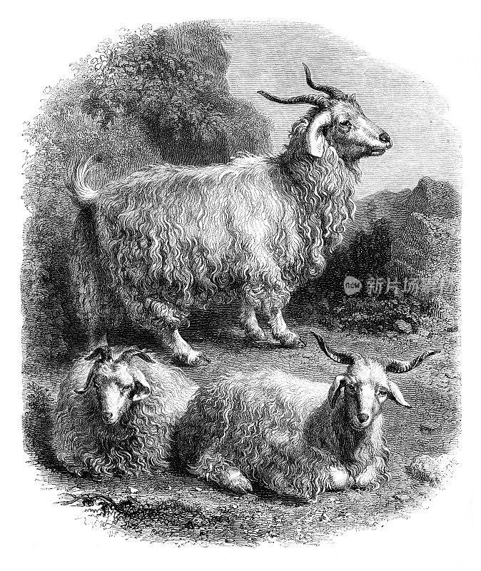 安哥拉绵羊或山羊画于1856年