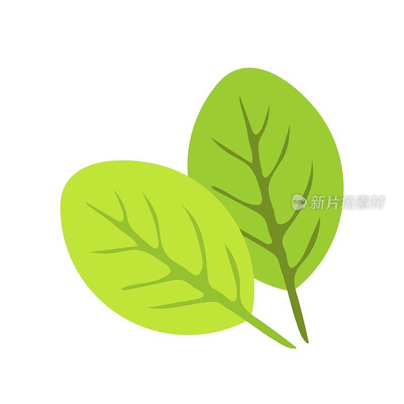 简单的颜色矢量插图。绿叶，菠菜，生菜。植被、自然、生态设计。