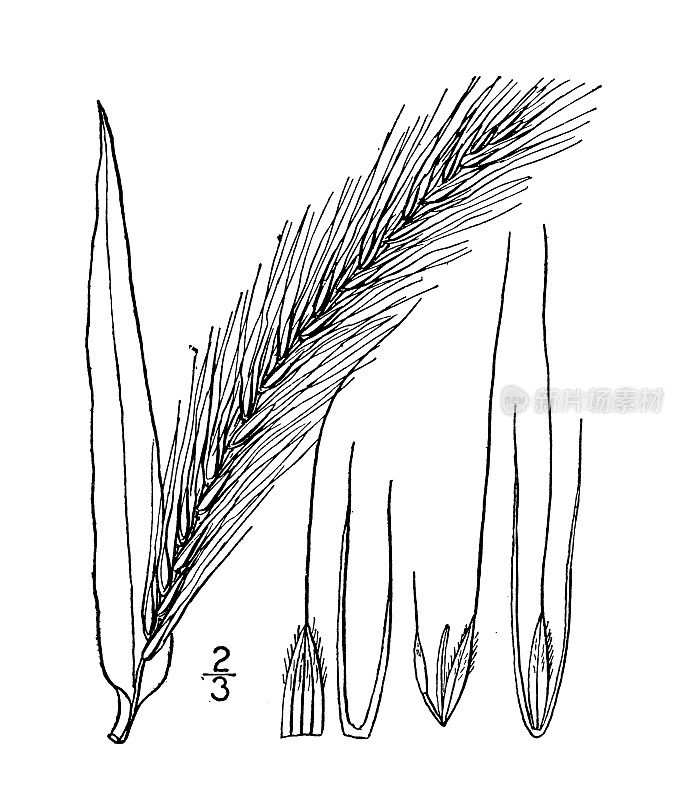 古植物学植物插图:纹状披碱草，细长野生黑麦