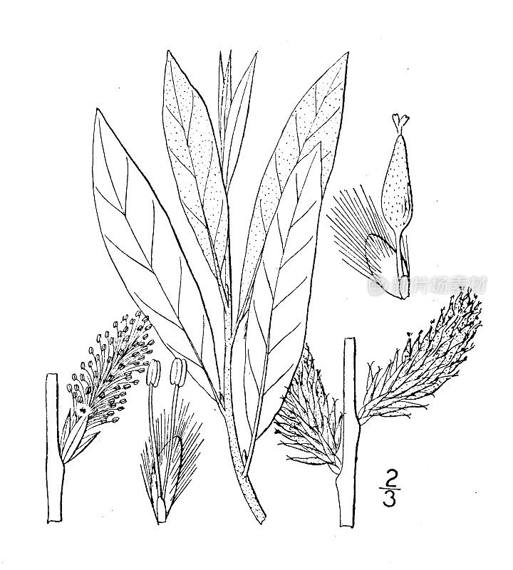 古植物学植物插图:黄柳、草原柳