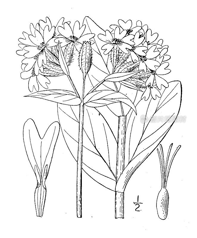 古植物学植物插图:荔枝，玉髓，鲜红荔枝