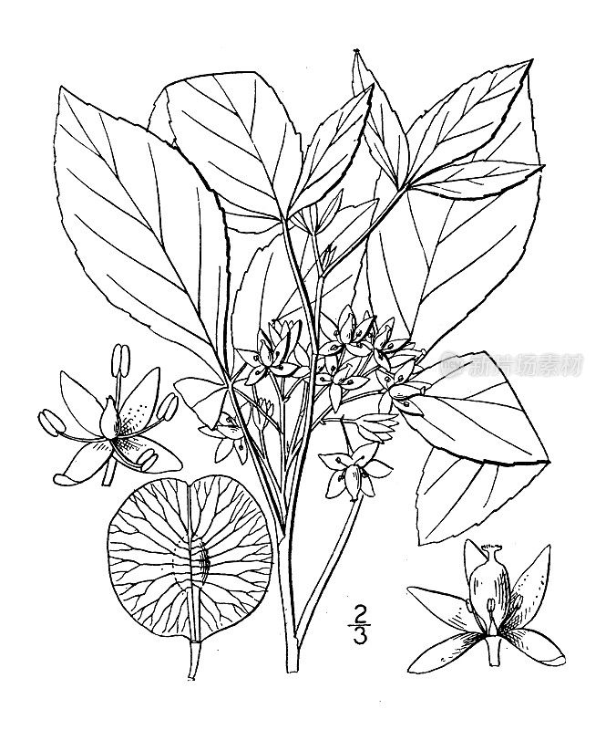 古植物学植物插图:三叶草，三叶啤酒花树，灌木三叶草