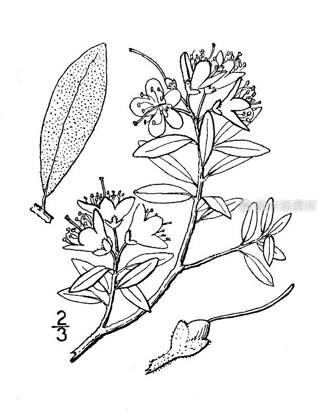 古植物学植物插图:杜鹃花、拉普兰玫瑰湾