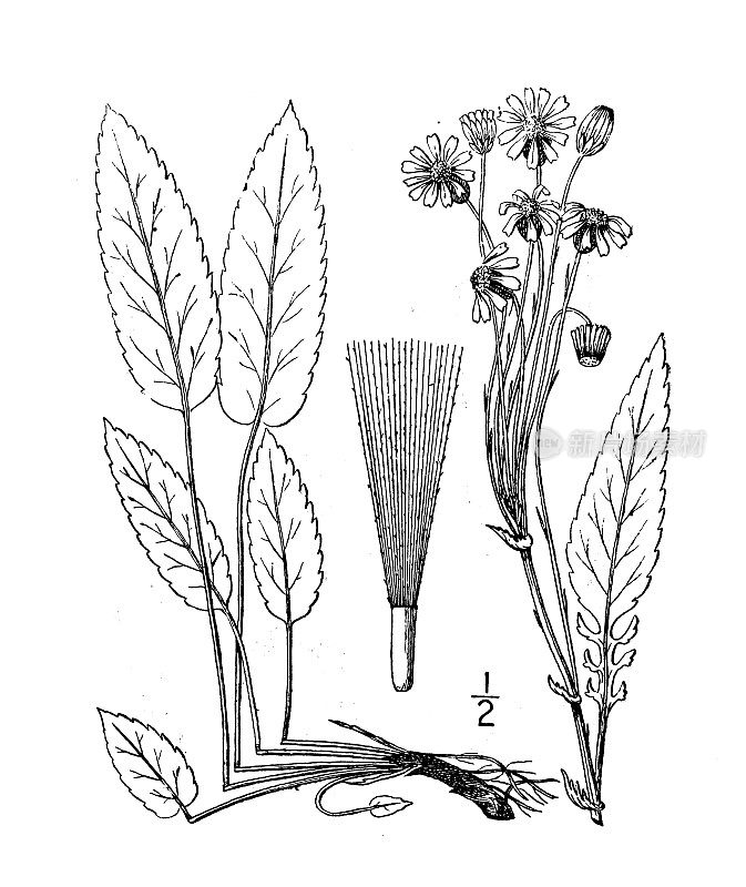 古董植物学植物插图:塞内西奥・罗宾斯，罗宾斯的Squaw-weed